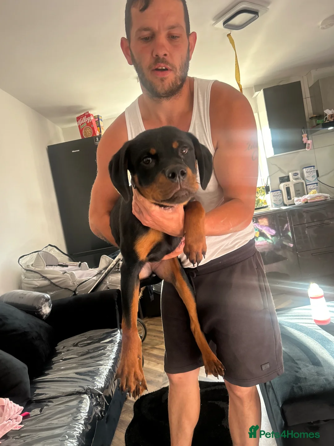 Rottweiler dogs for sale: 5 Month Rottweiler Pups - Advert 2
