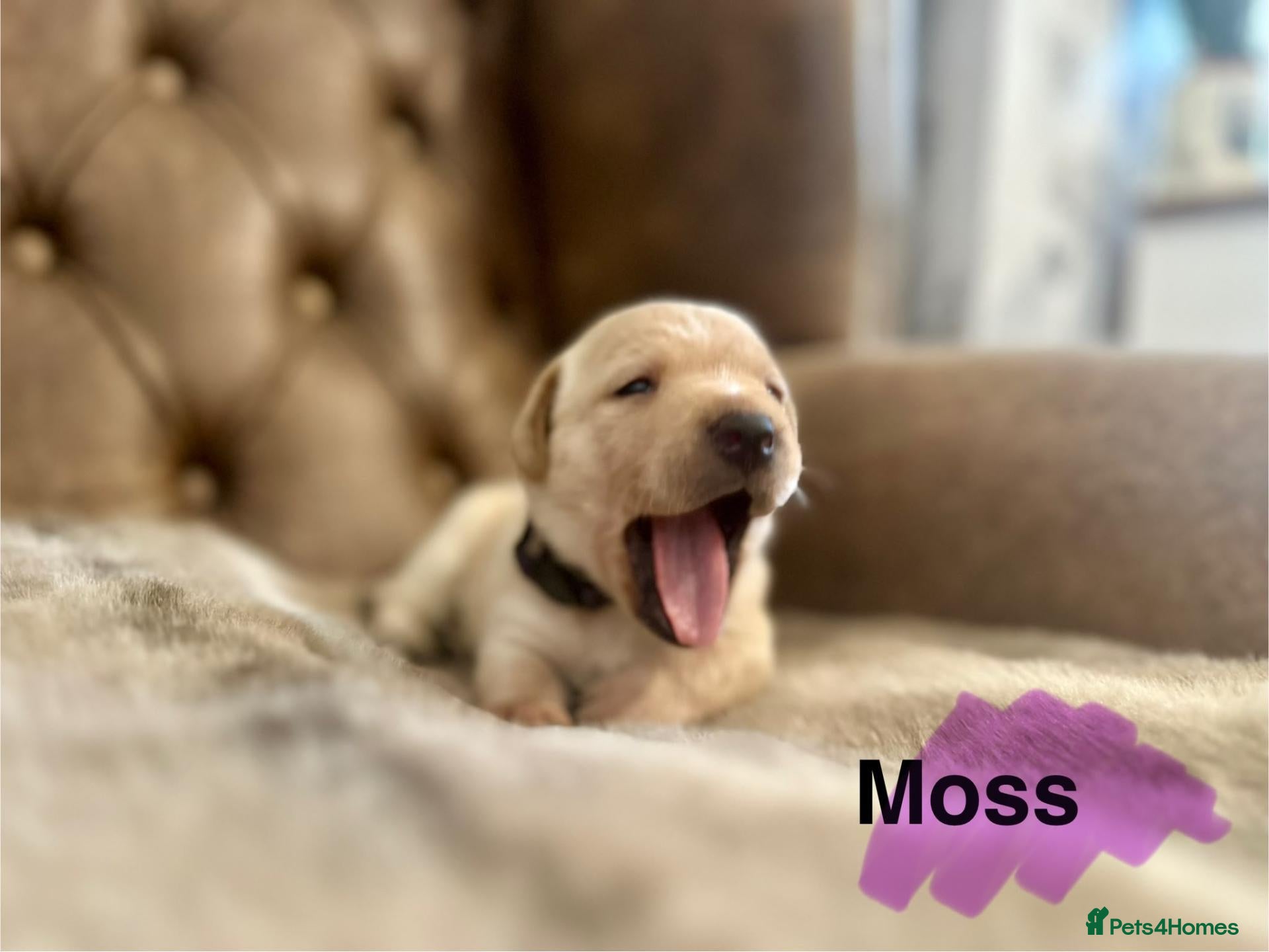 Labrador Retriever dogs FTCH CHAMPION🏆 KC HEALTH TESTED STAR STUDED PED⭐️ - Advert 1