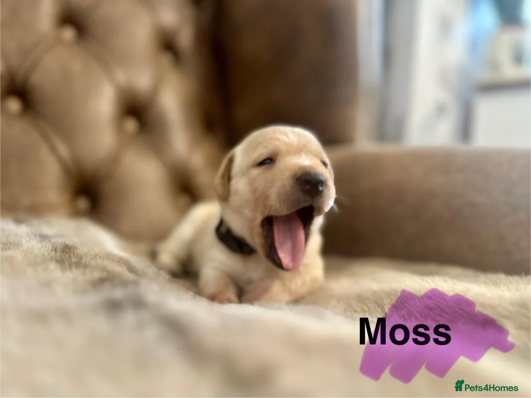 Labrador Retriever dogs for sale: FTCH CHAMPION🏆 KC HEALTH TESTED STAR STUDED PED⭐️ in Lewes - Advert 1