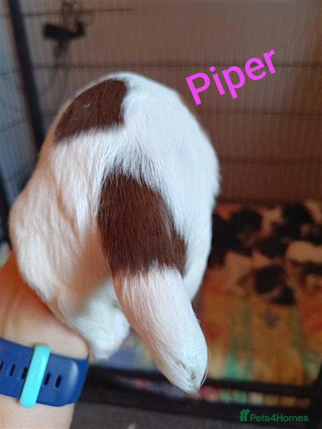English Springer Spaniel dogs for sale: Working bred KC English Springer Spaniels puppies  - Image 4