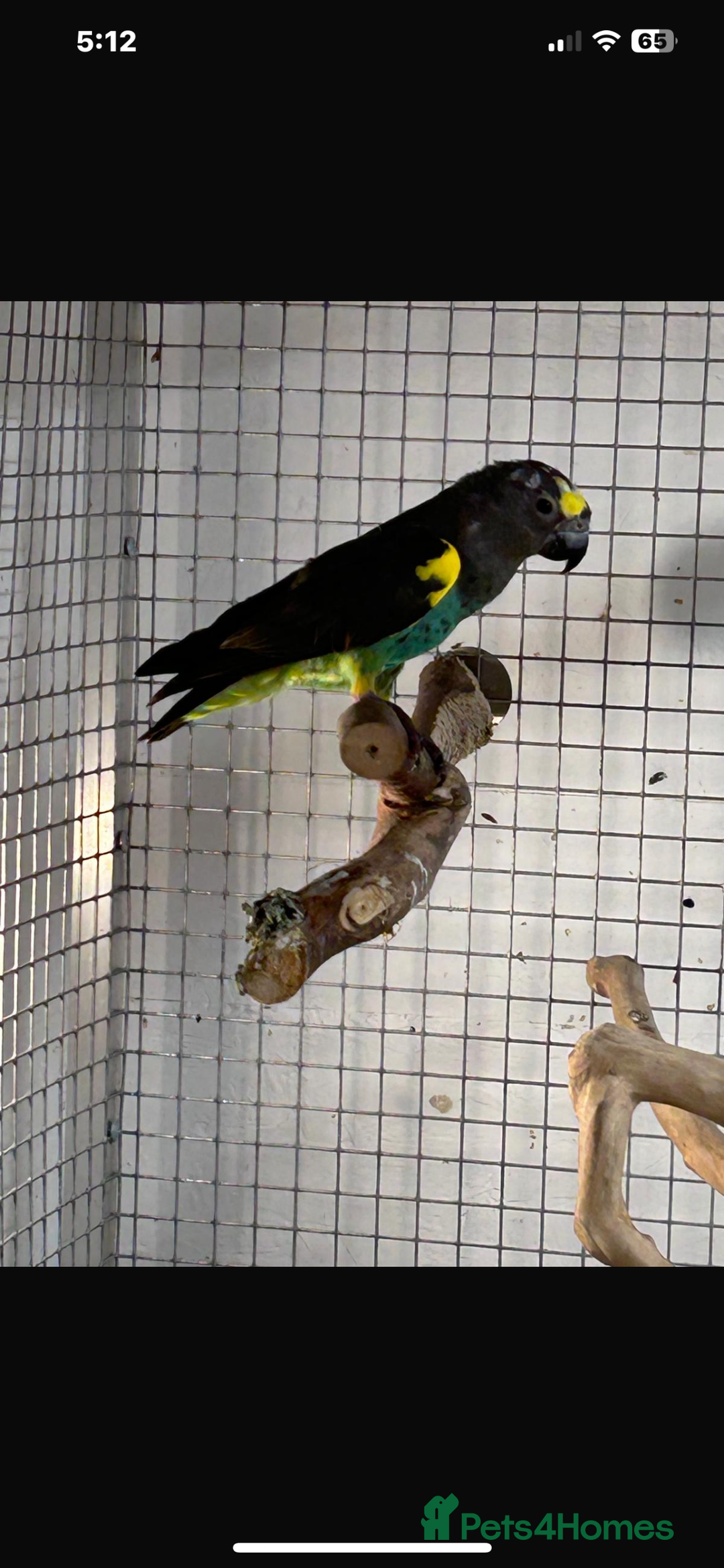 Parrots birds for sale: Meyers parrot  - Advert 2