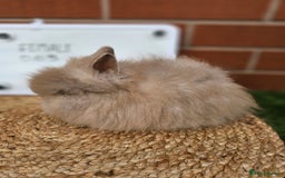 Lionhead rabbits for sale: Double Maned Lionhead  - Image 4