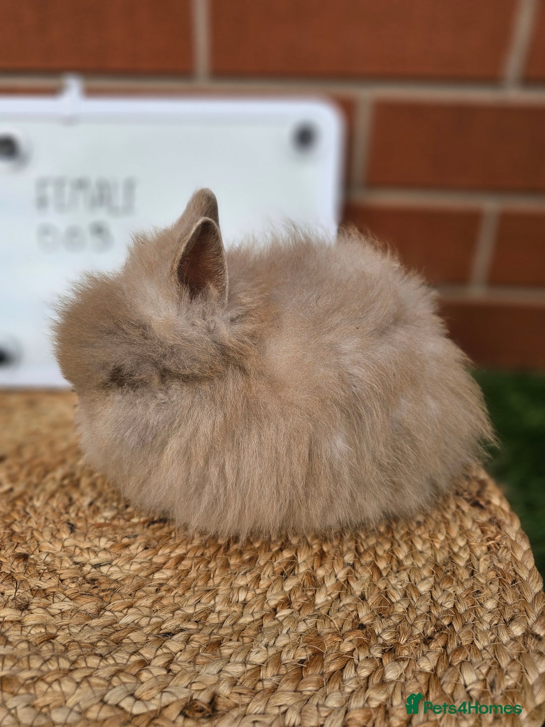 Lionhead rabbits for sale: Double Maned Lionhead  - Image 4