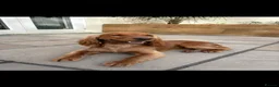 Cocker Spaniel dogs for sale: 🌟 Show Cocker Spaniel's 🌟 - Advert 23