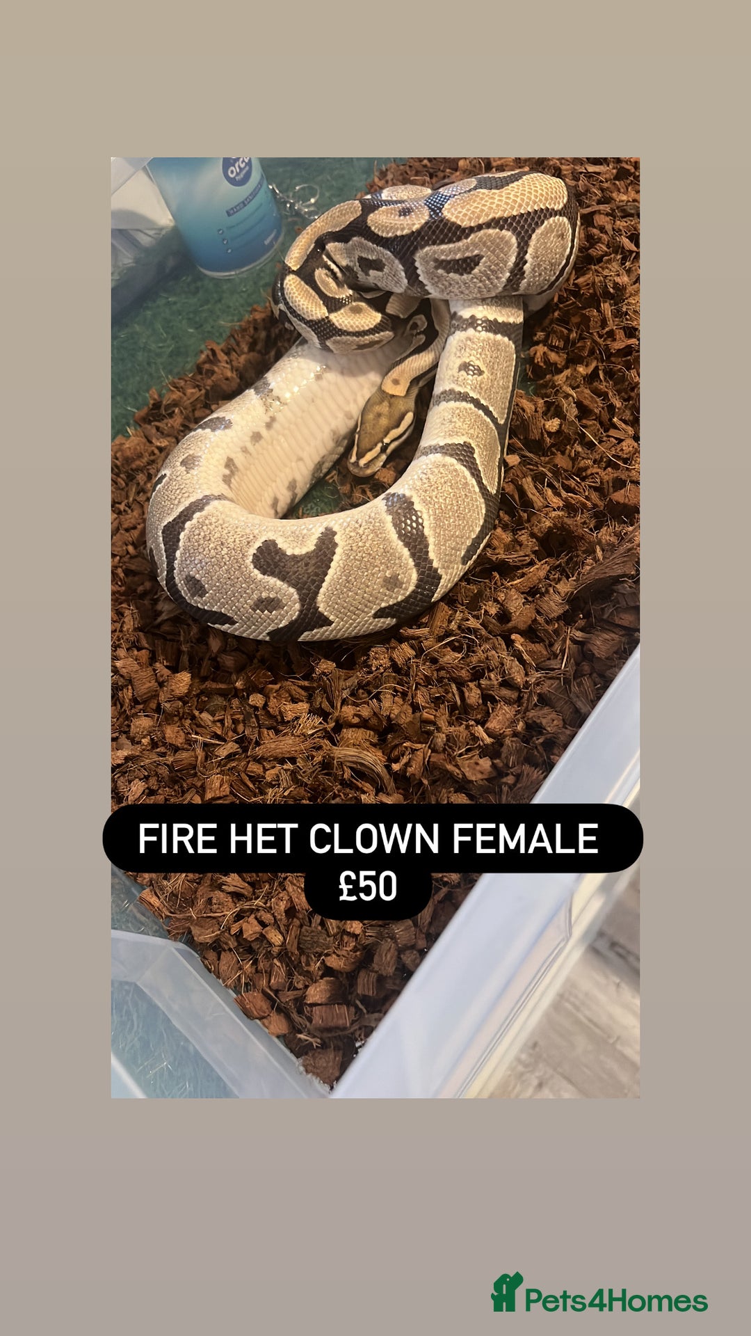 Python Snake reptiles for sale: Ball pythons for sale - Advert 8