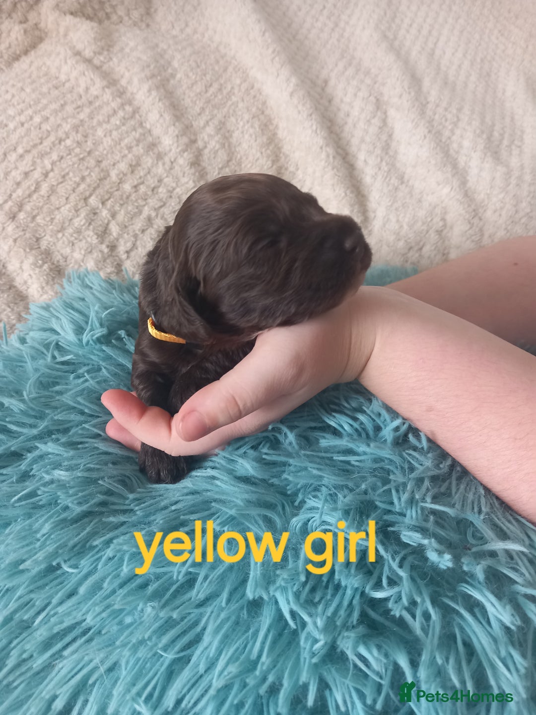 Cockapoo dogs for sale: Cockerpoo puppies  - Image 9