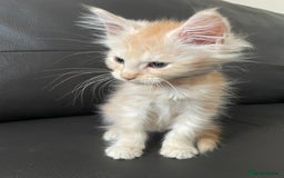 Maine Coon cats for sale: Maine Coon Cross Kittens  - Image 16