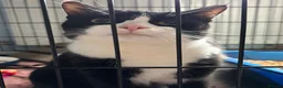 Domestic Shorthair cats for adoption: Adopt From Cats in Crisis East London  - Advert 3
