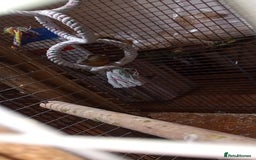 Canaries birds for sale: Canaries/cockteials  - Advert 2