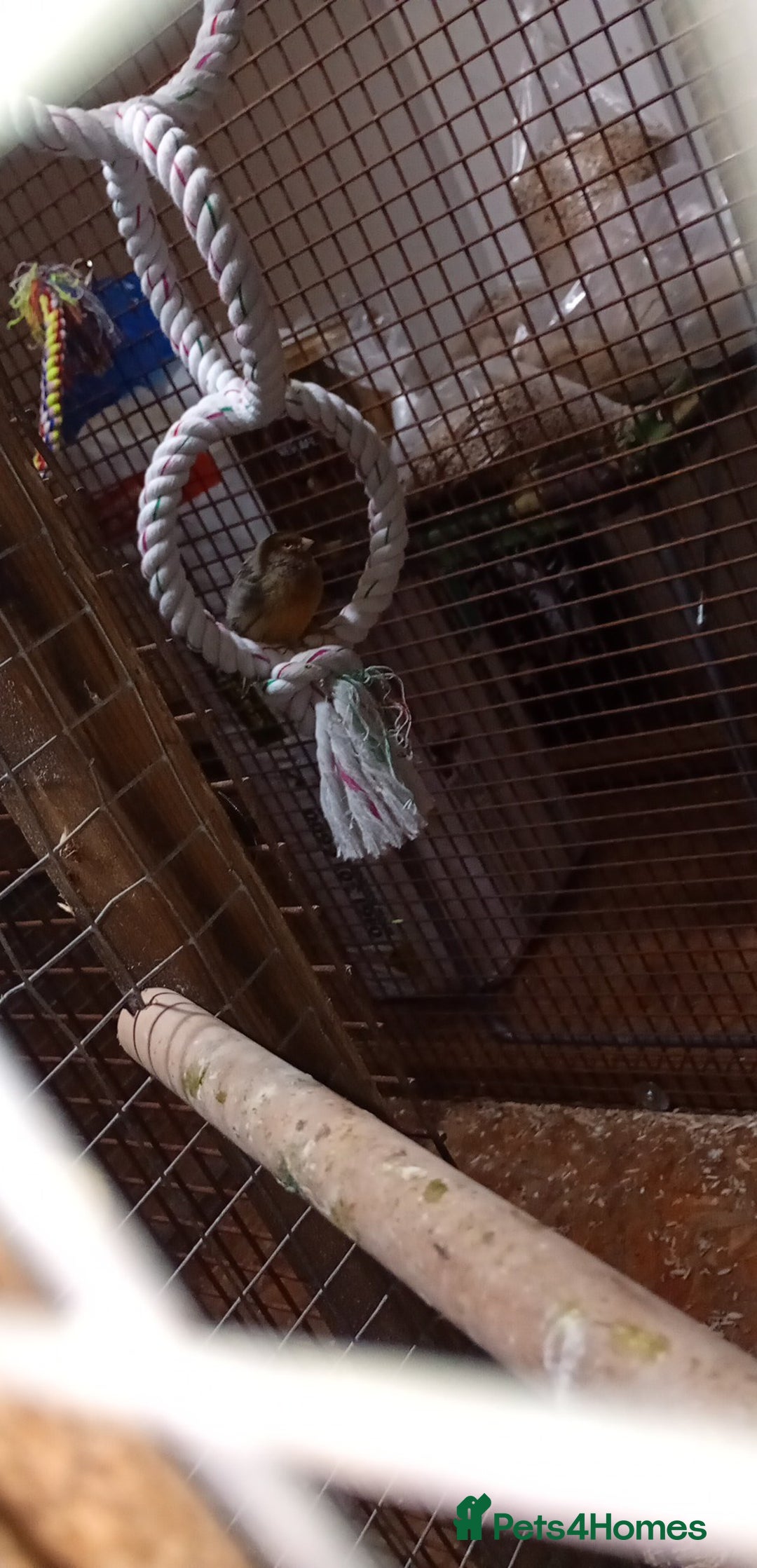 Canaries birds for sale: Canaries/cockteials  - Advert 2