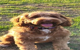 Cockapoo dogs for sale: 10 month old female Cockapoo  - Advert 3