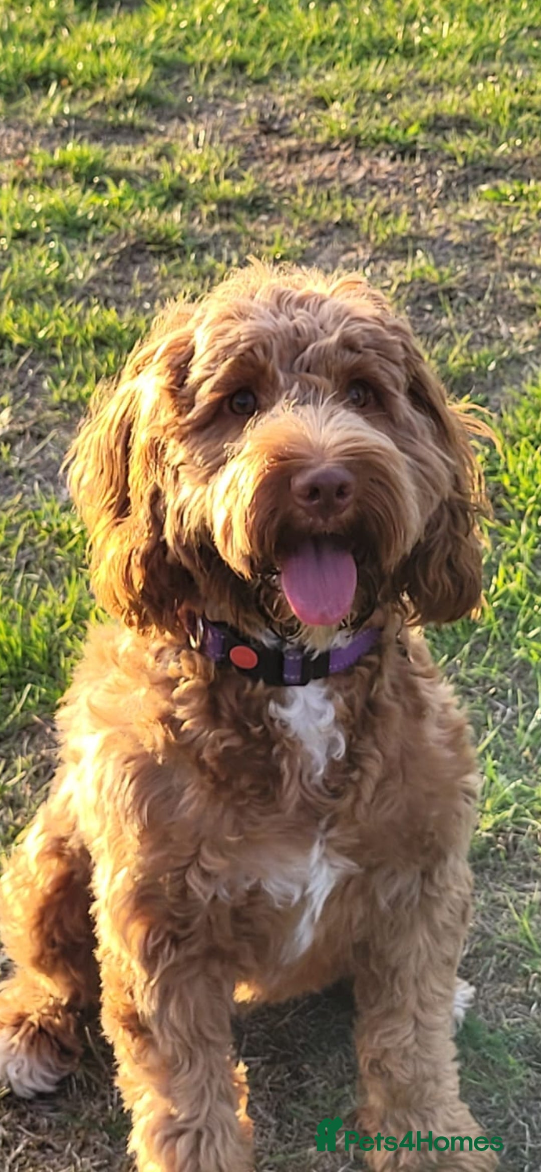 Cockapoo dogs for sale: 10 month old female Cockapoo  - Advert 3