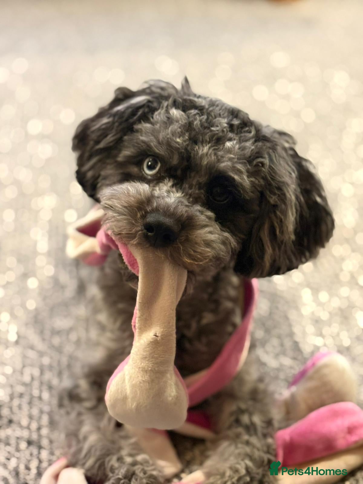 Cavapoo dogs Beautiful Blue Merle Cavapoo F1B - 7 months old - Advert 1