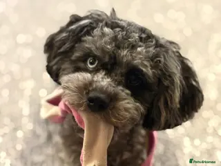 Cavapoo dogs Beautiful Blue Merle Cavapoo F1B - 7 months old - Advert 8