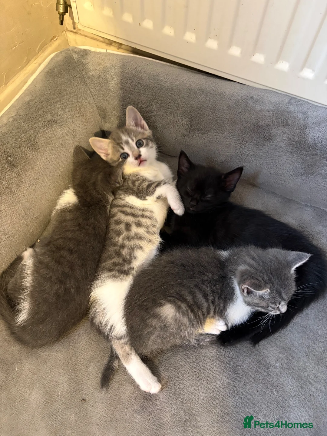 Mixed Breed cats for sale: 5 BEAUTIFUL KITTENS AVAILABLE  - Advert 8