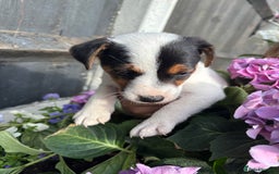Jack Russell dogs for sale: 1 beautiful Jack Russell boy pup left   - Image 12