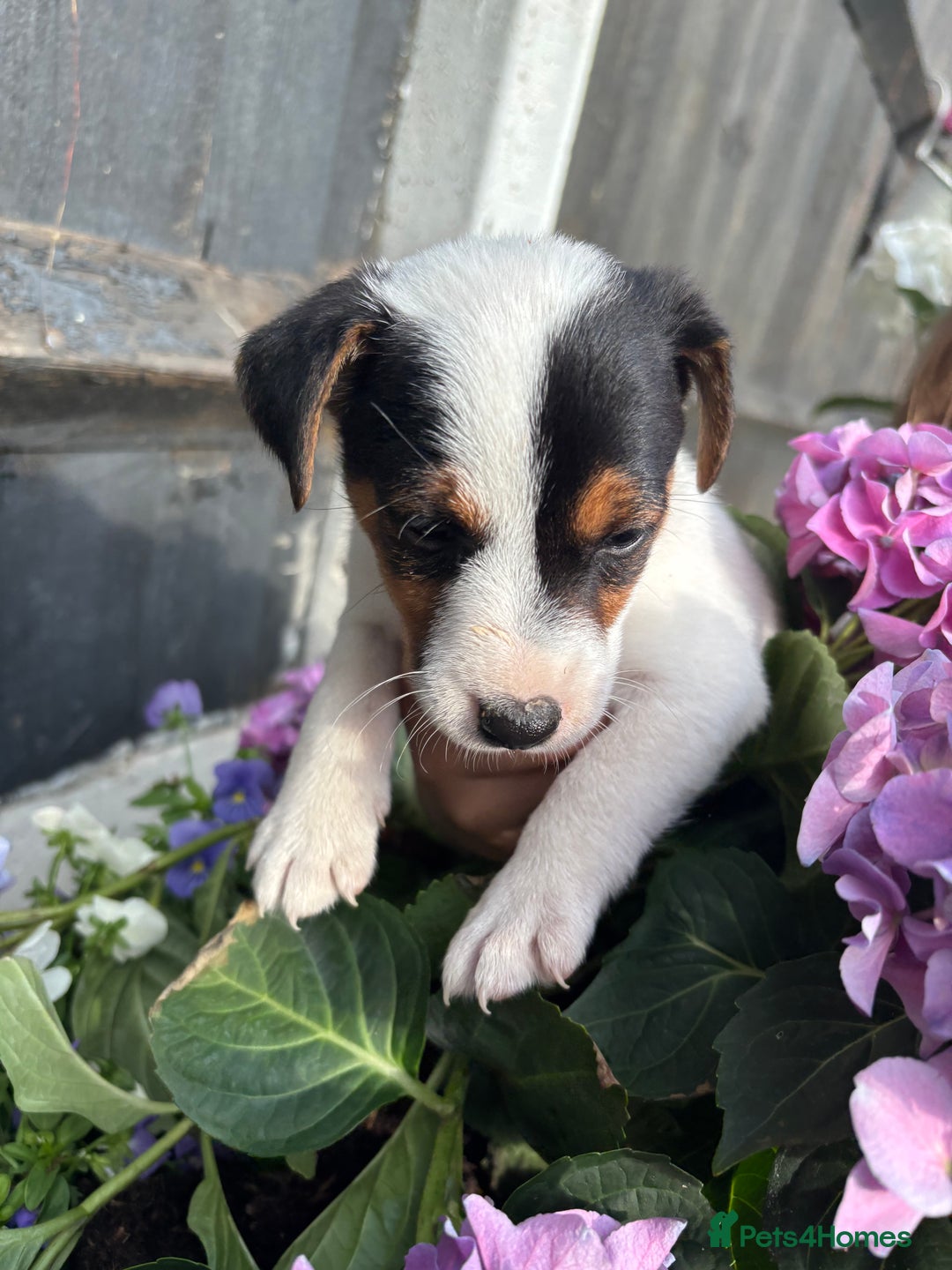Jack Russell dogs for sale: 1 beautiful Jack Russell boy pup left   - Image 12