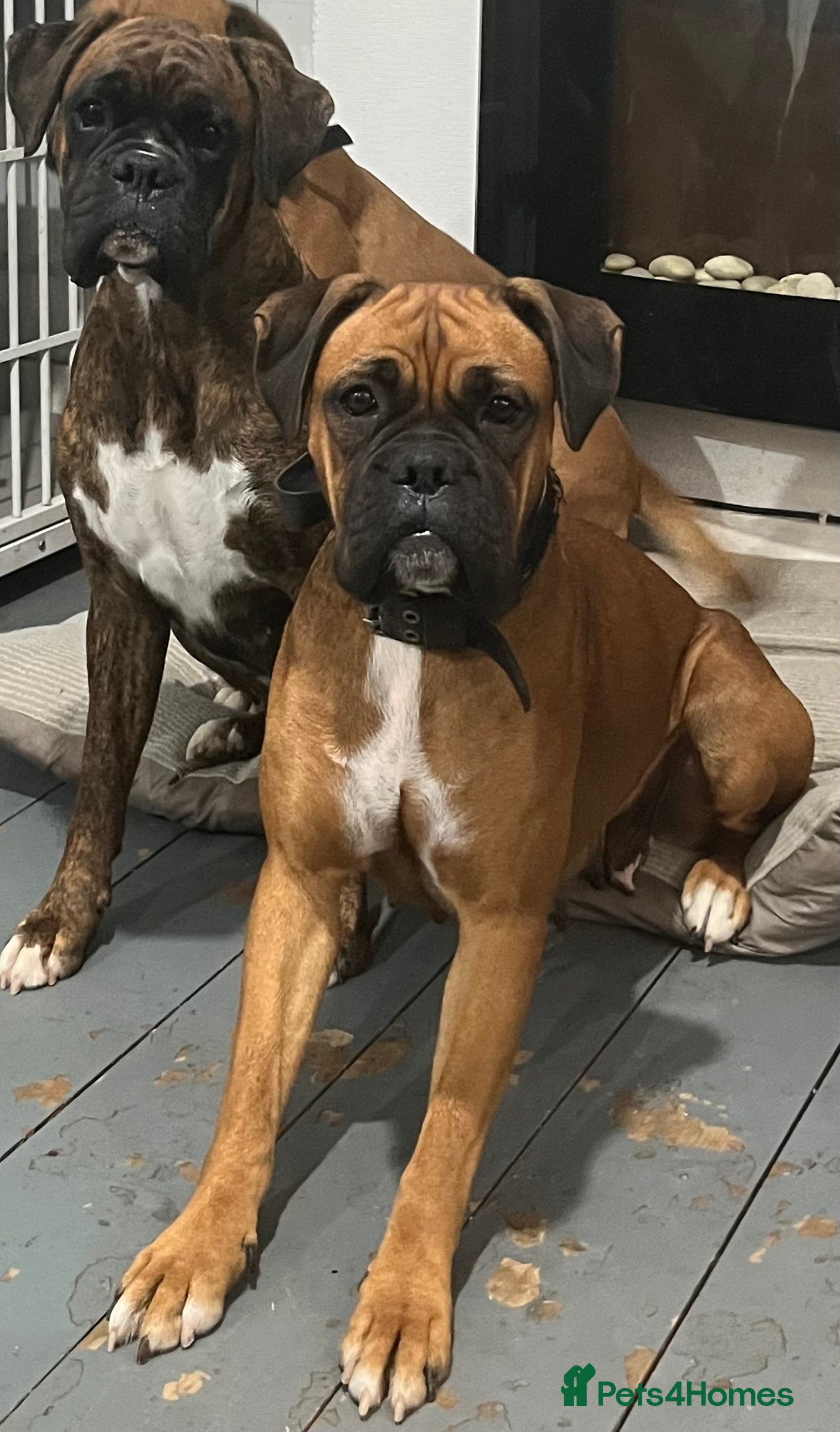 Boxer dogs 2 beautiful female boxers  - Advert 1