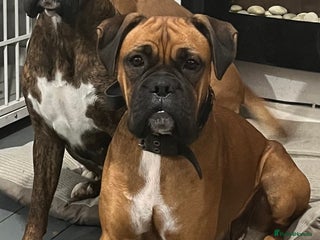 Boxer dogs 2 beautiful female boxers - Advert 1