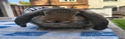 French Lop rabbits for sale: French lop buck  - Advert 2