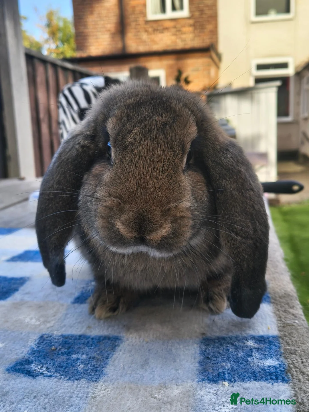 French Lop rabbits for sale: French lop buck  - Advert 2