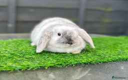 Mini Lop rabbits for sale: Adult buns looking for forever homes - Advert 2