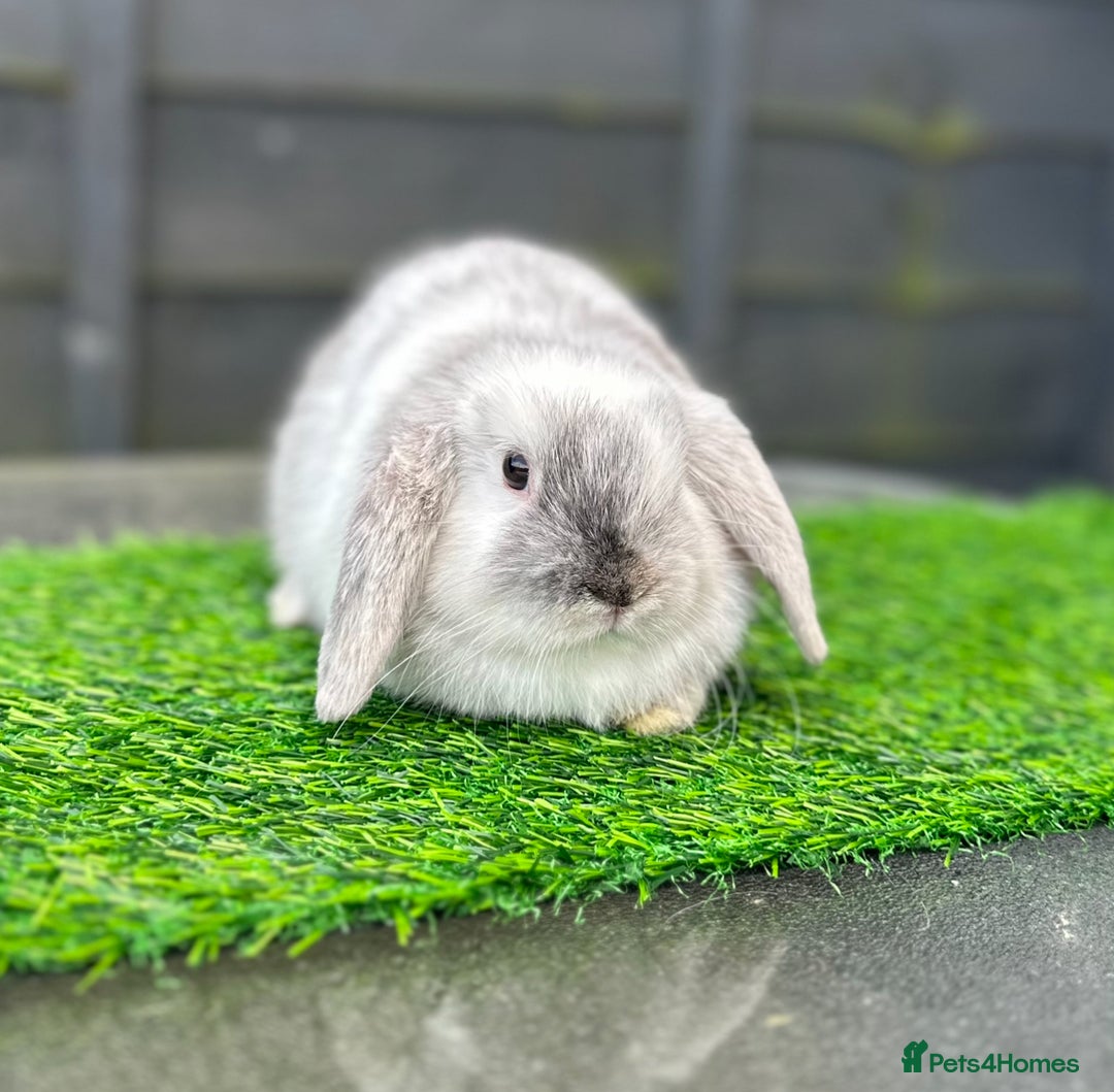 Mini Lop rabbits for sale: Adult buns looking for forever homes - Advert 2