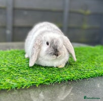 Mini Lop rabbits Adult buns looking for forever homes - Advert 2
