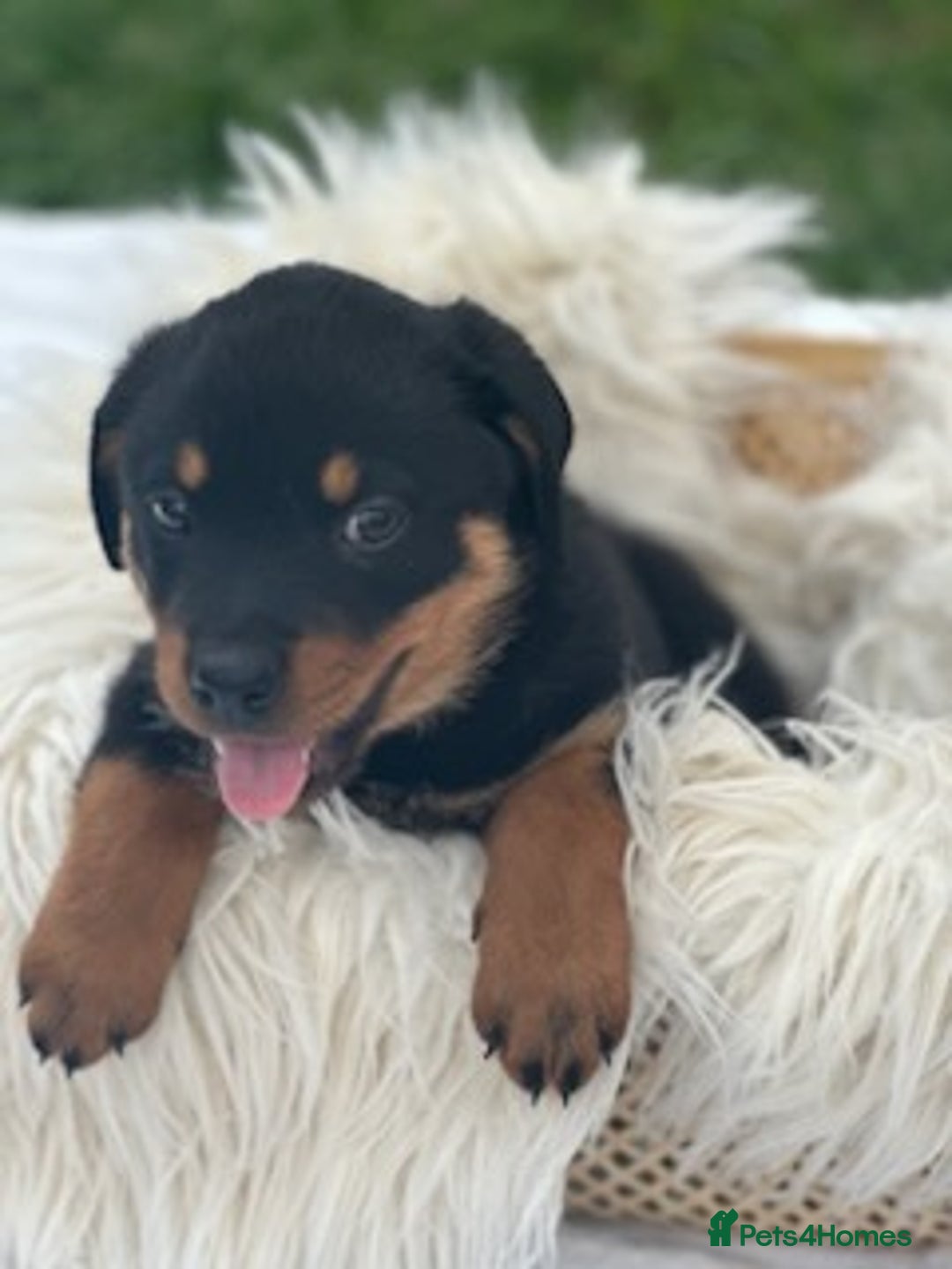 Rottweiler dogs for sale:  Rottweiler puppies needs a good home - Advert 3