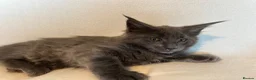 Maine Coon cats for sale: Maine Coon Kittens – 4 Available !!! - Advert 4