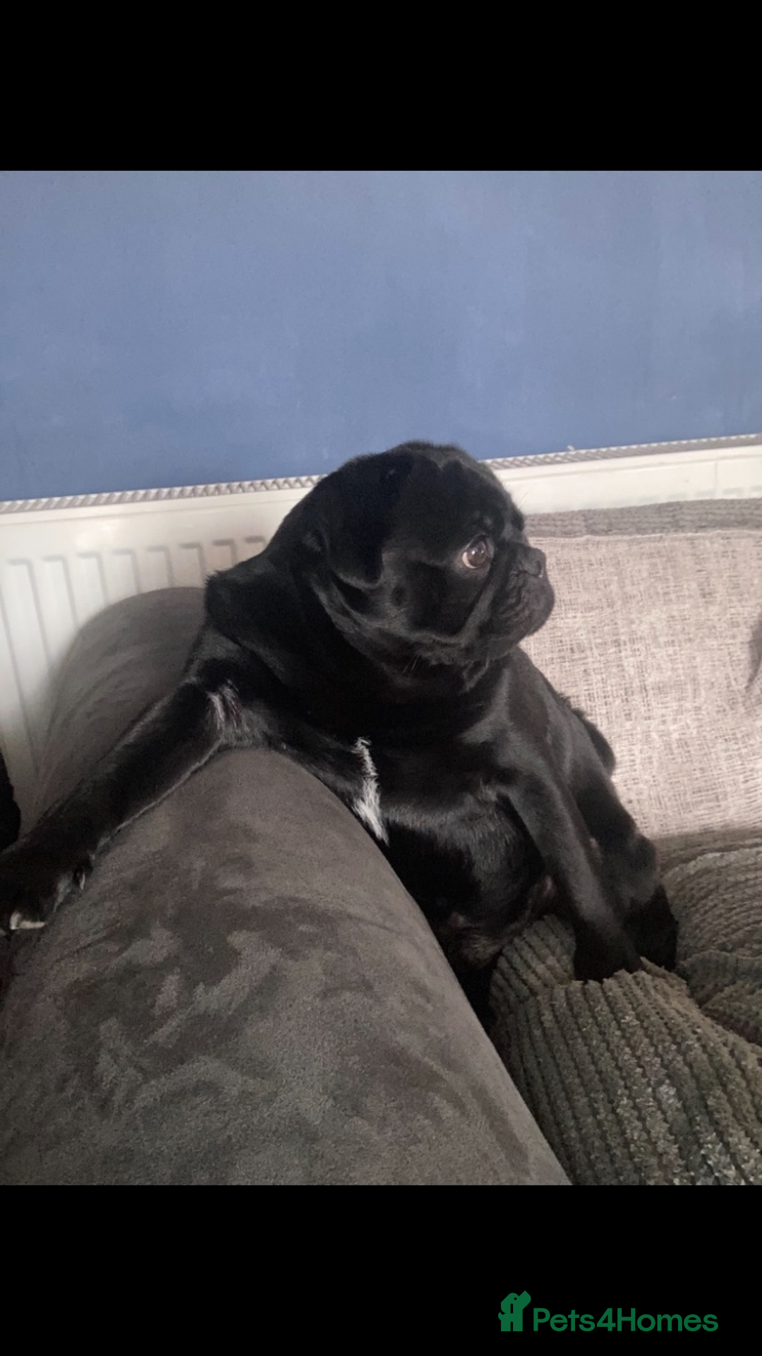 Pug dogs for stud: KC STUD  - Advert 2