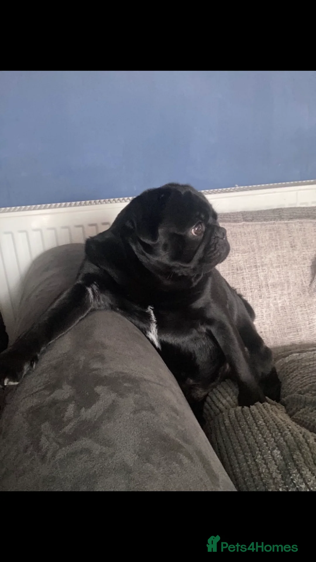 Pug dogs for stud: KC STUD  - Advert 2