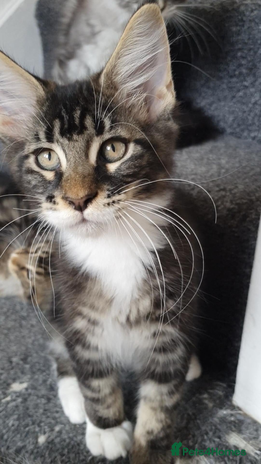 Maine Coon cats 🌟TICA🌟reg only two boys left - Advert 1