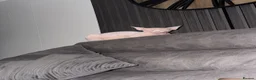 Sphynx cats for sale: Female Sphynx - Advert 18