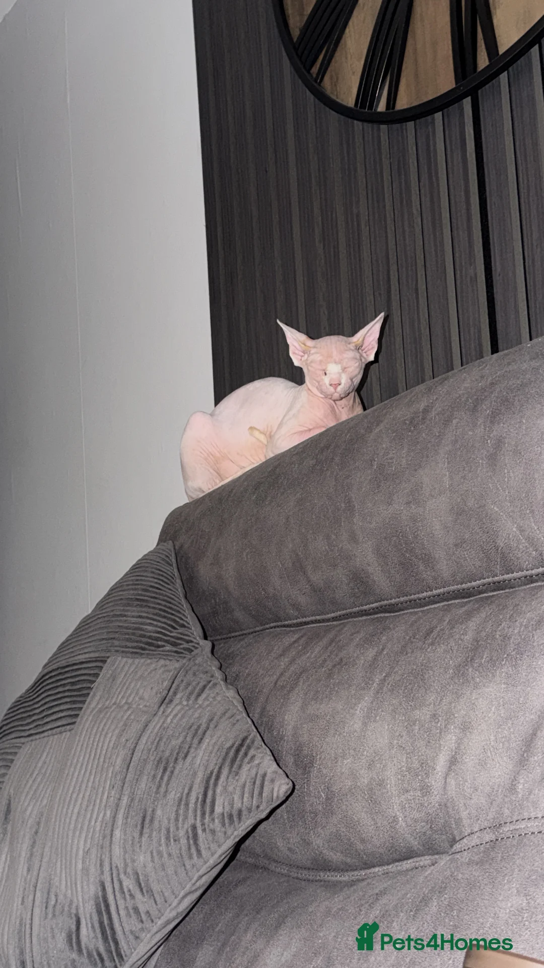 Sphynx cats for sale: Female Sphynx - Advert 18