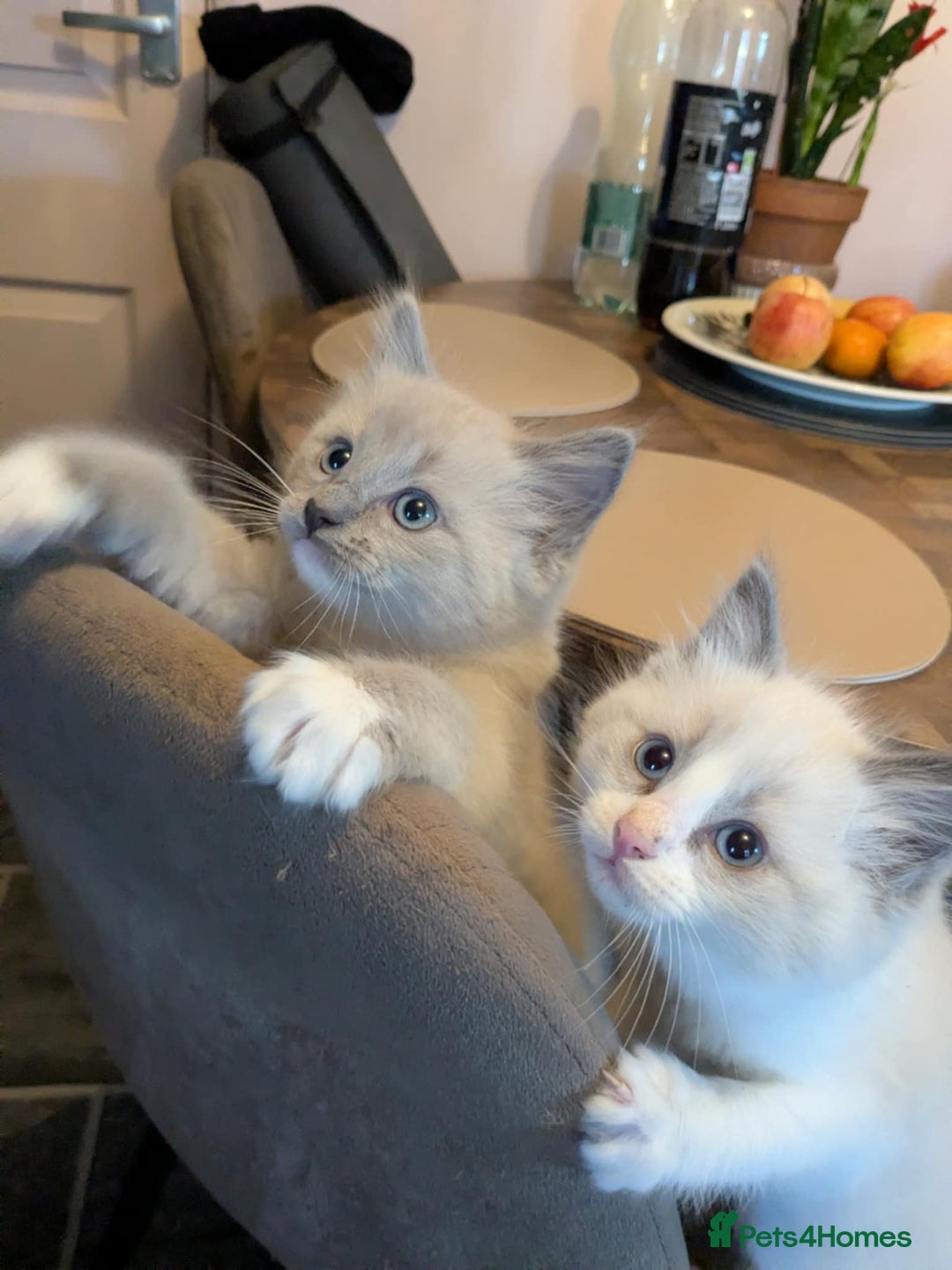 Ragdoll cats for sale: Surprisingly cute,smart Ragdoll. - Image 5