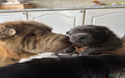 Shar Pei dogs for sale: Stunning litter of kc reg Shar Pei puppies  - Image 3