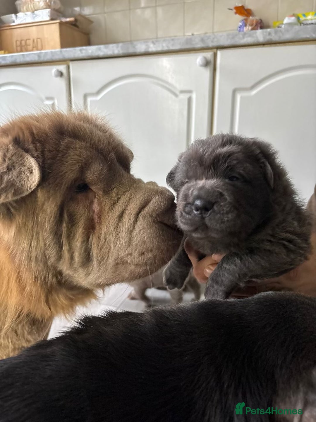 Shar Pei dogs for sale: Stunning litter of kc reg Shar Pei puppies  - Image 3