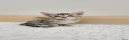 Savannah cats for sale: F8 savannah kittens- TICA registered  - Advert 17
