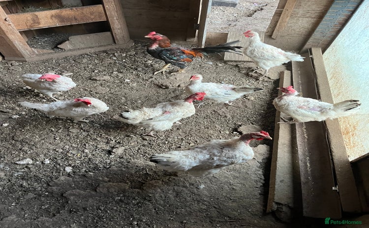 Chickens poultry - Advert 1