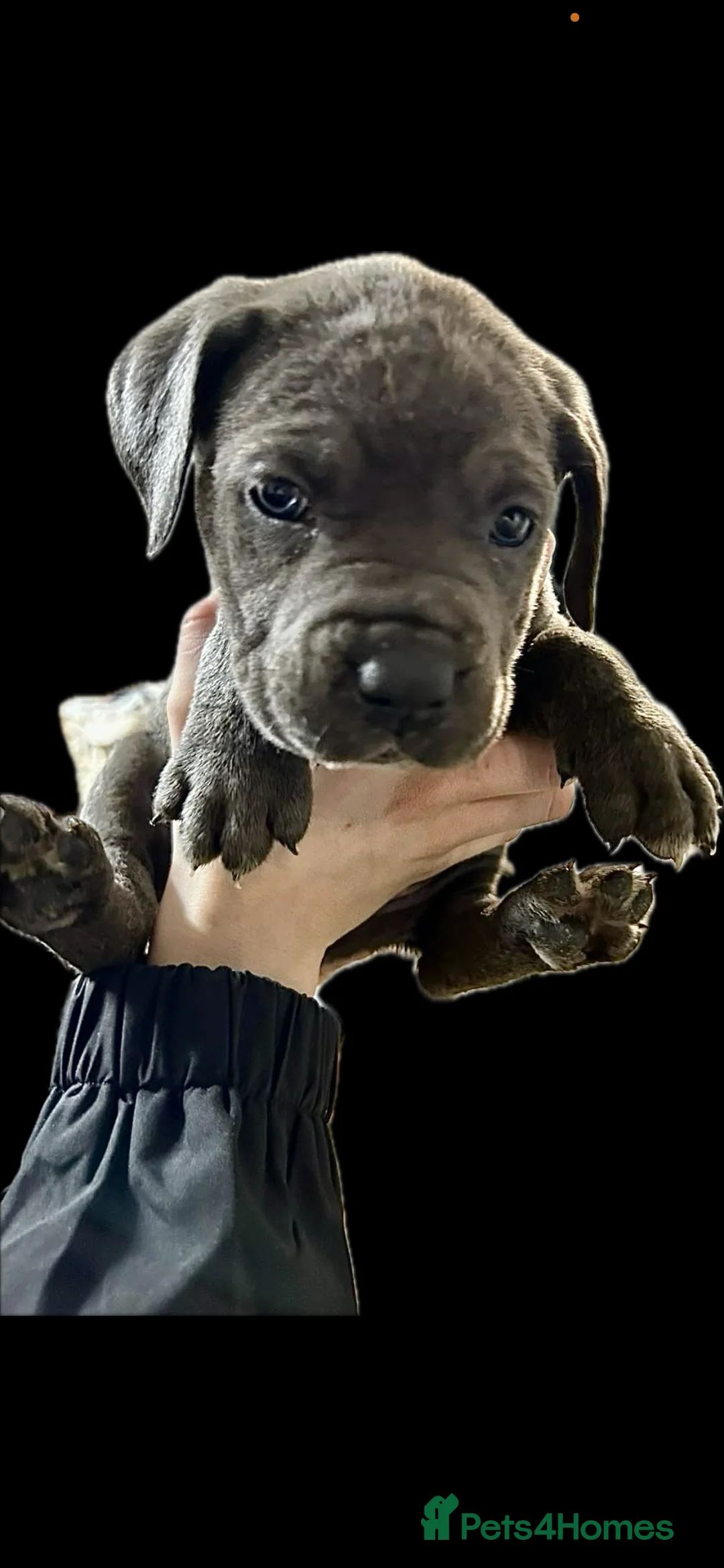 Cane Corso dogs for sale: Cane corso pups - Advert 13