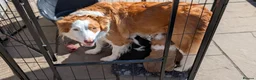 Border Collie dogs for sale: Seal & Sable Border Collie litter in Retford - Advert 2