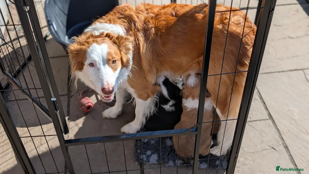 Border Collie dogs for sale: Seal & Sable Border Collie litter in Retford - Advert 2