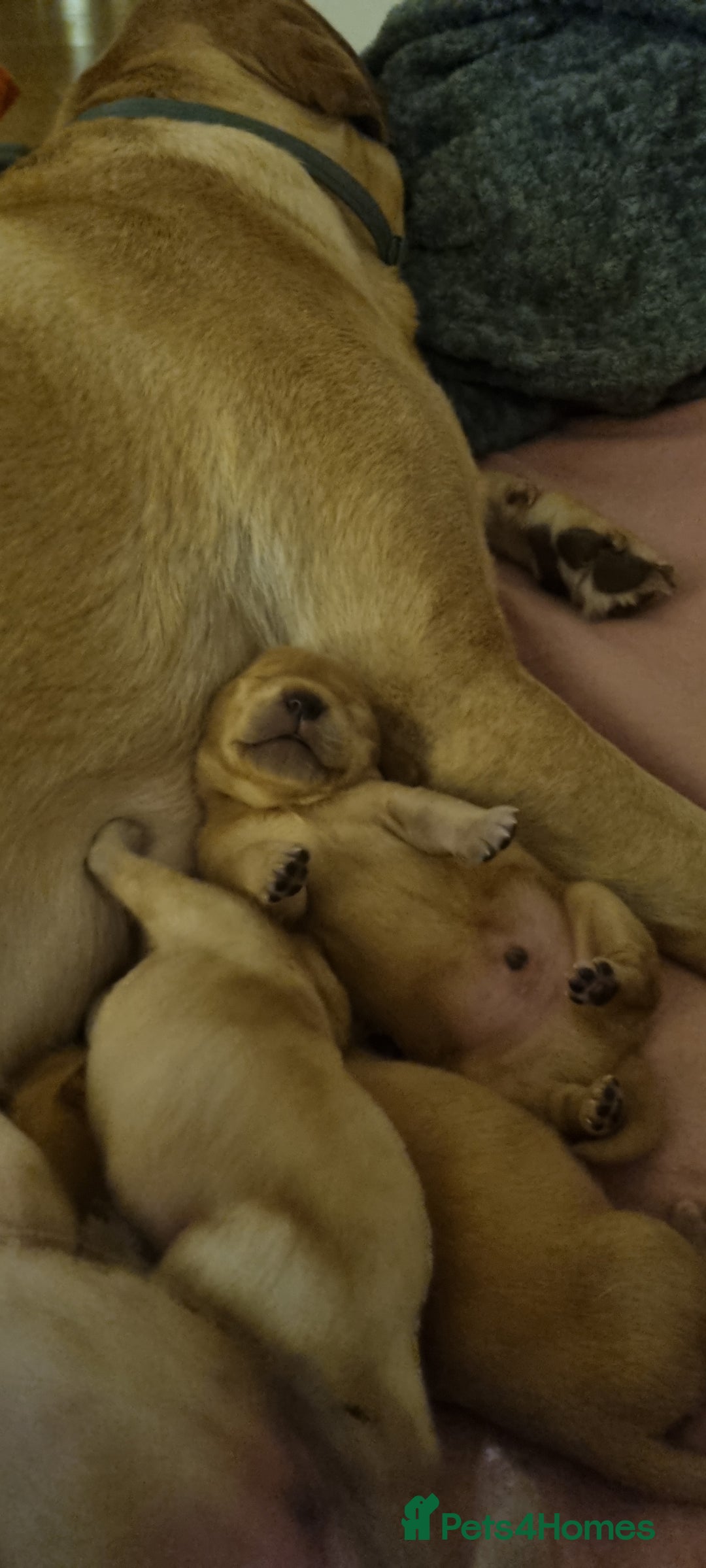 Labrador Retriever dogs for sale: Labrador puppies - Advert 21