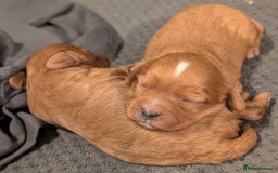 Cavapoo dogs for sale: Rare extensively health tested F1 cavapoos  - Image 40