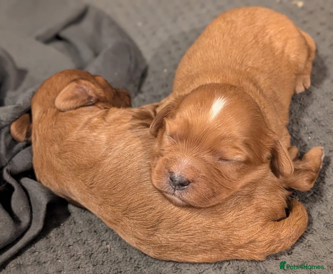 Cavapoo dogs for sale: Rare extensively health tested F1 cavapoos  - Image 40