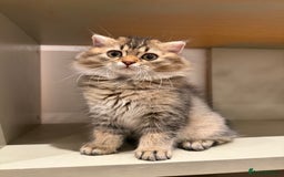 British Longhair cats for sale: British long hair  - Image 9