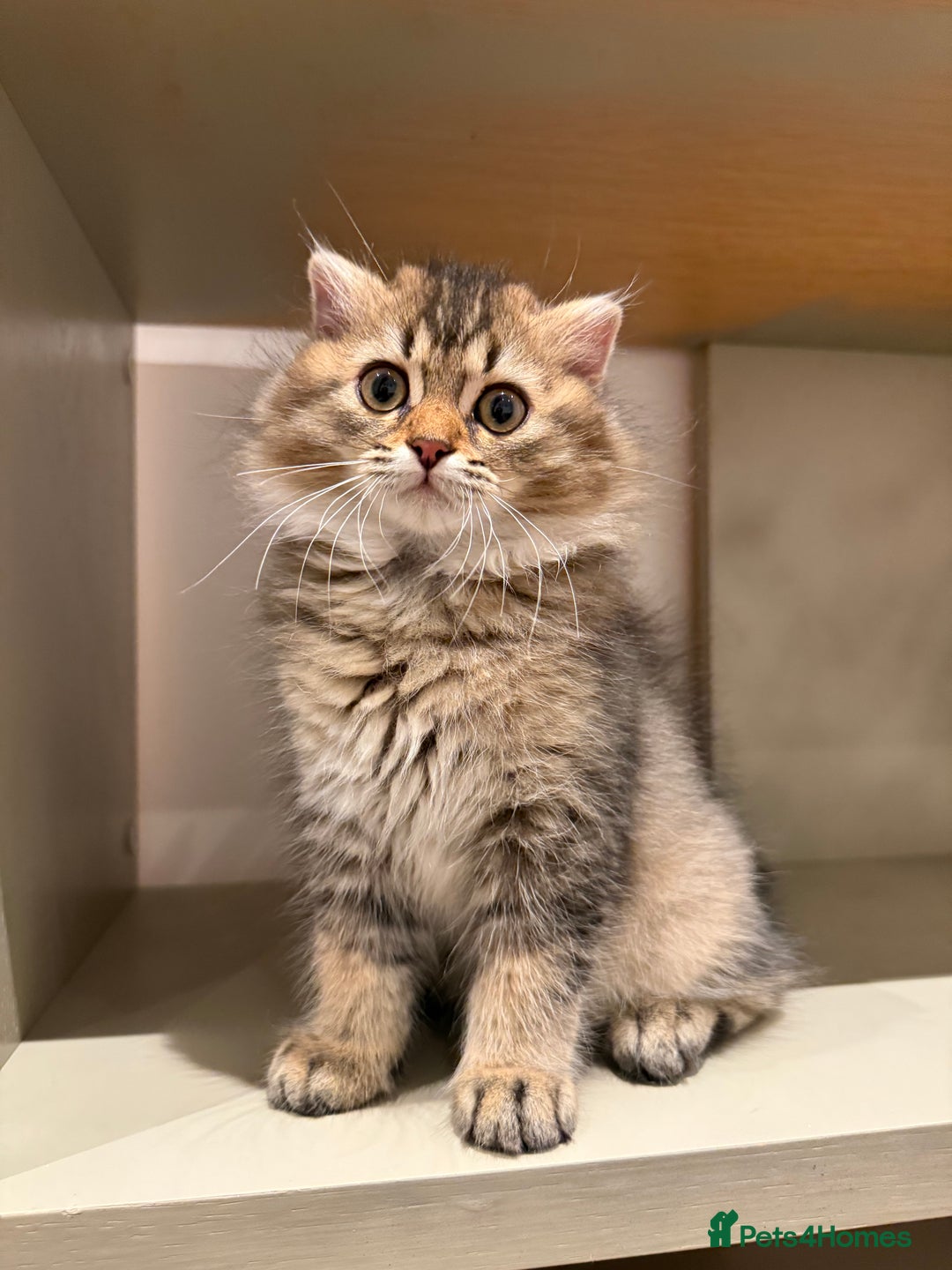British Longhair cats for sale: British long hair  - Image 9