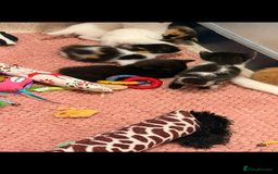 British Shorthair cats for sale: Beautiful kittens  - Image 12