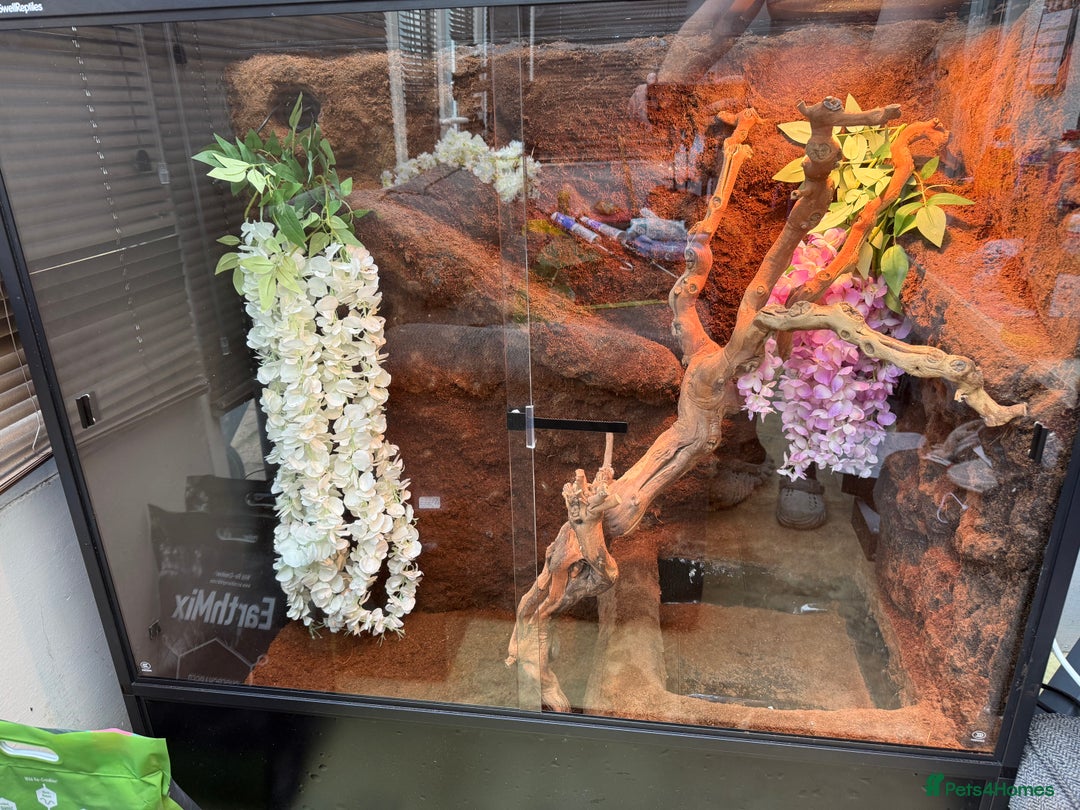 Dragon reptiles for sale: 3 Chinese water dragons 1 male 2 female - Advert 13